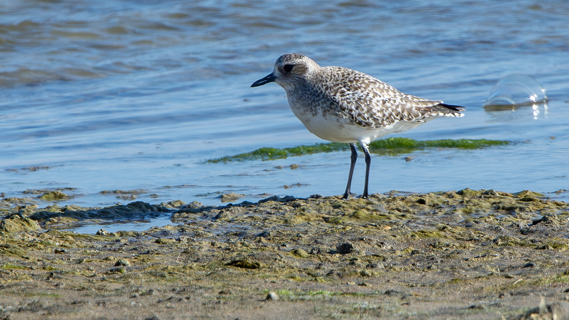 Black-bellied Plover